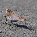 Slaty-breasted Rail Stock Photo