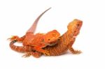 Bearded Dragon Stock Photo