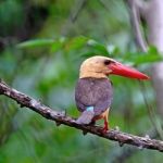 Male Brown-winged Kingfisher Stock Photo