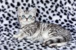 Young Black Silver Tabby Spotted British Shorthair Cat  Lying On Stock Photo