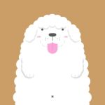 Cute Big Fat White Poodle Dog Stock Photo