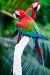 Greenwinged Macaw Stock Photo