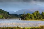 Loch Garten Stock Photo