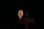 Barn Owl And Steel Cross Stock Photo