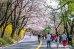 Seoul,korea - April 11 : Cherry Blossom In Seoul Tower Namhansan. Tourists Taking Photos Of The Beautiful Scenery Around Seoul Tower Namhansan In Seoul,korea On April 11,2015 Stock Photo