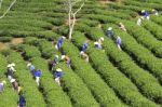 Dalat, Vietnam, July 30, 2016: A Group Of Farmers Picking Tea On A Summer Afternoon In Cau Dat Tea Plantation, Da Lat, Vietnam Stock Photo