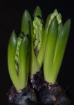 Hyacinth Stock Photo