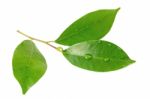 Citrus Leaves With Drops Isolated On A White Background Stock Photo