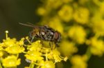 Common Fly Insect Stock Photo