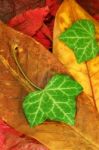 Autumn Leaves Stock Photo