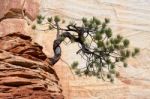 Stunted Tree On A Rocky Outcrop Stock Photo