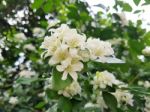 Fresh Orange Jessamine Flowers Stock Photo