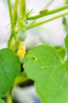 After Flowering Is Developing A Small Stock Photo