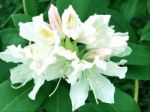 Rhododendron-flowers,in Park Stock Photo