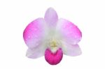 Orchid Flower Stock Photo