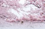 Cherry Blossom With Soft Focus, Sakura Season In Korea,background Stock Photo