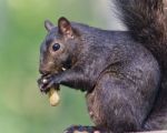 Picture With A Funny Black Squirrel Eating Nuts Stock Photo