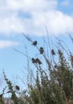 Common House Sparrow Birds On A Shrub Stock Photo