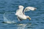 White Gull With Fish In Its Beak Stock Photo