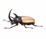 Stag Beetle Stock Photo