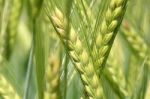 Barley In Field Stock Photo