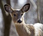 Isolated Photo Of A Surprised Wild Deer In The Forest Stock Photo