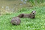 Eurasian Otter (lutra Lutra) Stock Photo