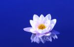 Waterlily Stock Photo