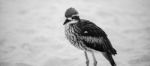 Bush Stone-curlew Resting On The Beach Stock Photo