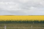 Field Of Canola Plants Stock Photo