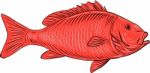 Australasian Snapper Swimming Drawing Stock Photo