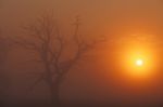 Colorful Sunset In Africa In Savanna Stock Photo