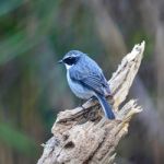 Male Grey Bushchat Stock Photo