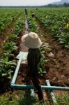 Irrigation In Tobacco Field Stock Photo