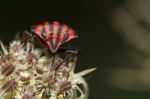 Graphosoma Lineatum Stock Photo