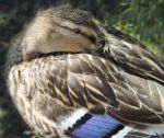 Mallard Preening Stock Photo