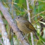 Female White-tailed Robin Stock Photo