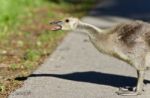 Photo Of A Chick Of Canada Geese Screaming Stock Photo