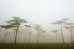 Dark Misty Forest With Pine Trees In Morning Stock Photo