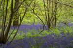 Bluebells In Staffhurst Woods Near Oxted Surrey Stock Photo