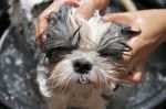 Face Of The Dog While In The Bath Stock Photo