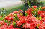 Ixora Closeup Detail Stock Photo