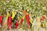 Growing Peppers Stock Photo