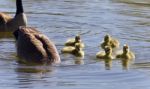 Photo Of A Family Of Canada Geese Swimming Stock Photo