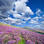 Colorful Hill Slope Covered By Violet Heather Flowers Stock Photo