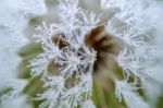 Dandelion And Dew Drops Stock Photo