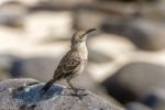 Galapagos Hood Mockingbirds Stock Photo