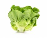 Lettuce Isolated On White Background Stock Photo