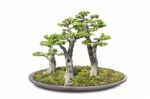 Bonsai On Isolated White Stock Photo