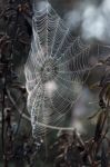 Intricate Spider Web Stock Photo